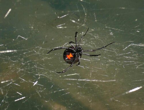Dealing with Spring Pests – Spiders, Earwigs & more