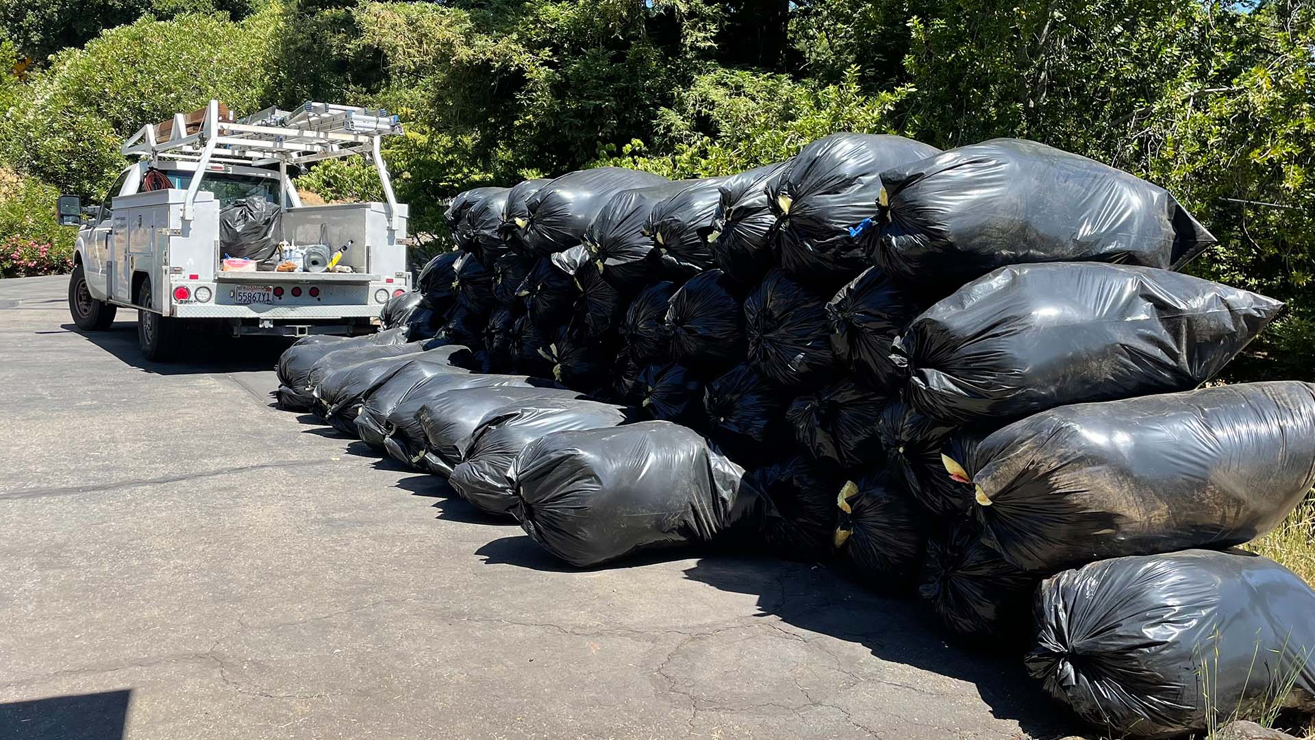 Sonoma Rodent Infestation