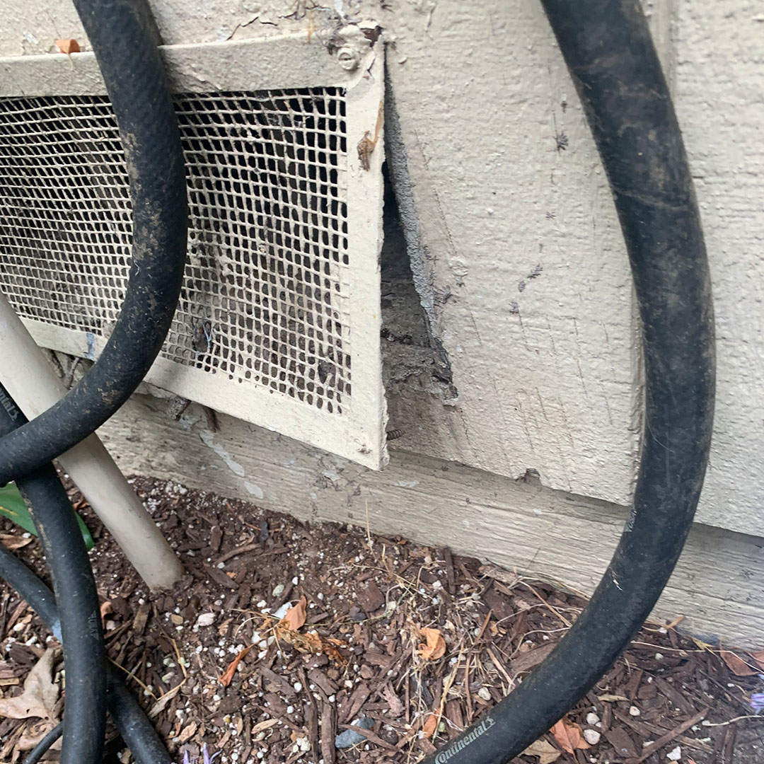 Pest Entry Point