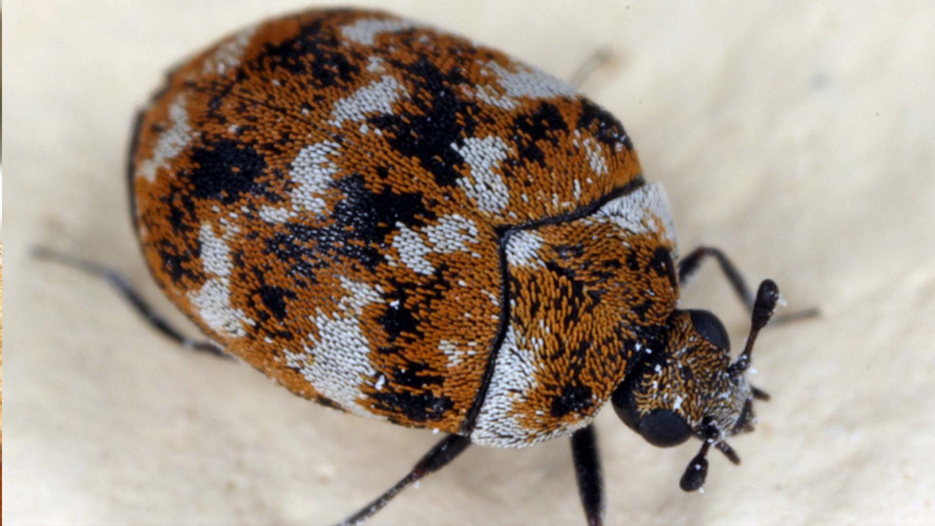 How to get rid of Carpet Beetles