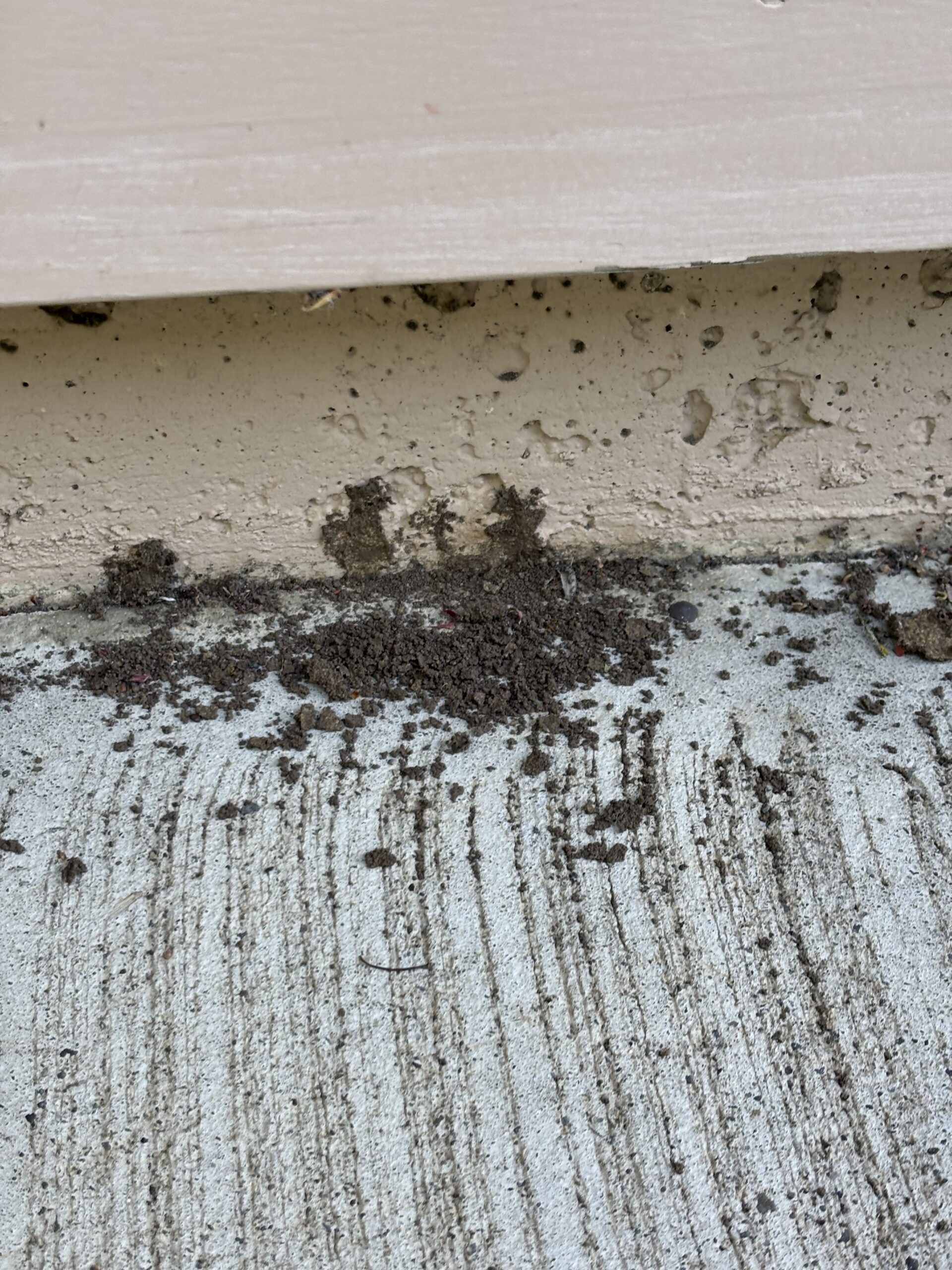 Termite mud tubes