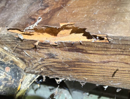Deck Girders Replace in Sebastopol