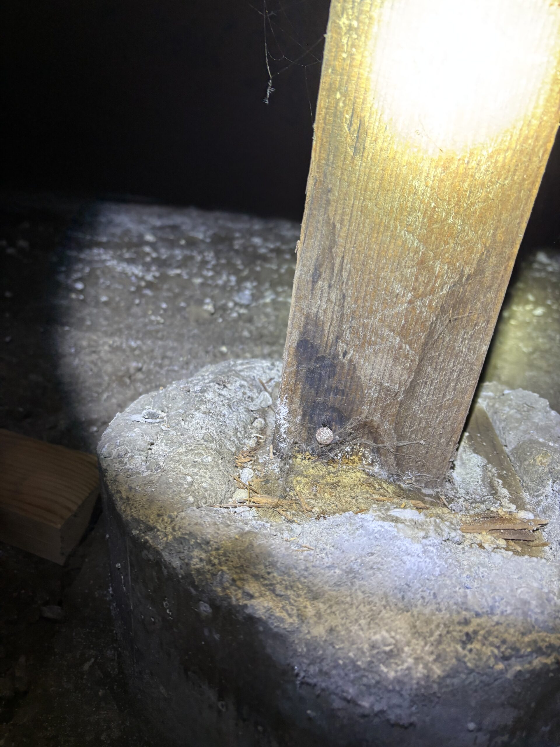 Dry Rot and Fungus