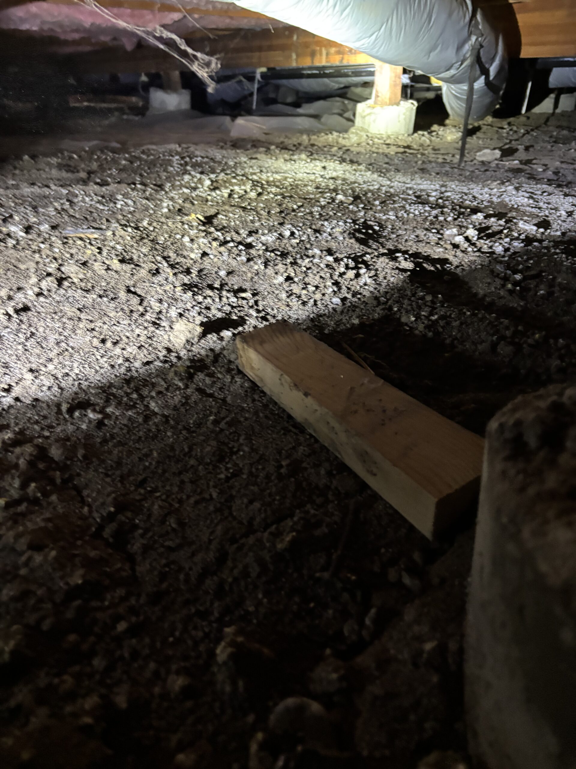 Why Pest Inspections are Important