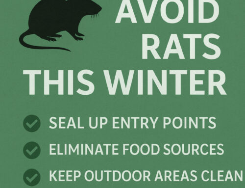 Why Rats Invade Homes in the Winter